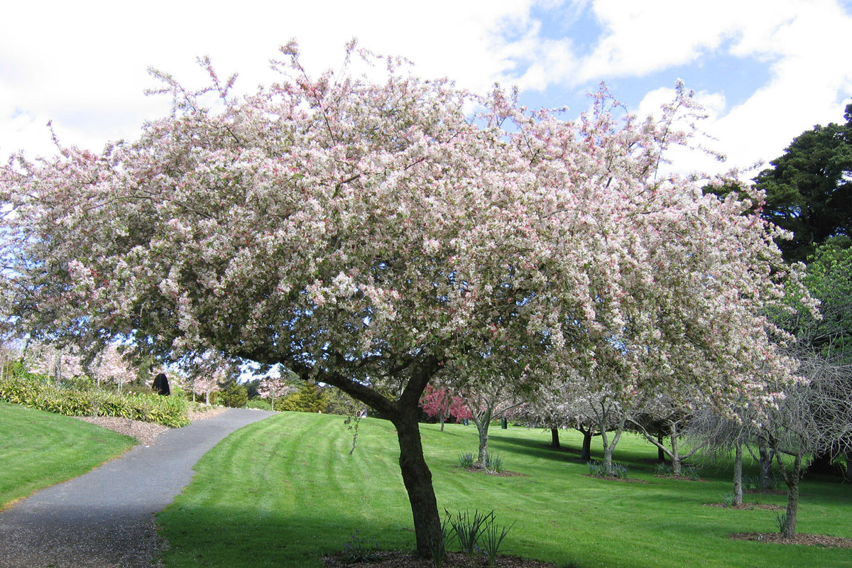 Malus floribunda (15).jpg